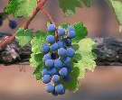 Jesus is the true vine, and Christians are the branches